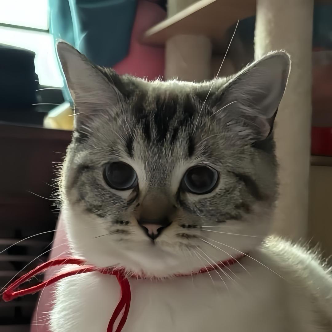 KT