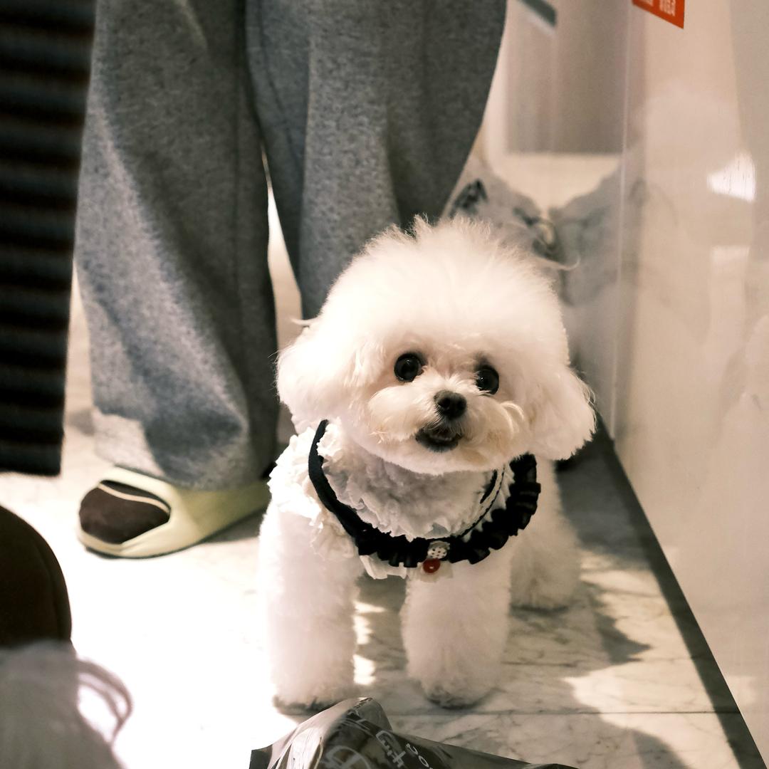 葡萄是个小比熊