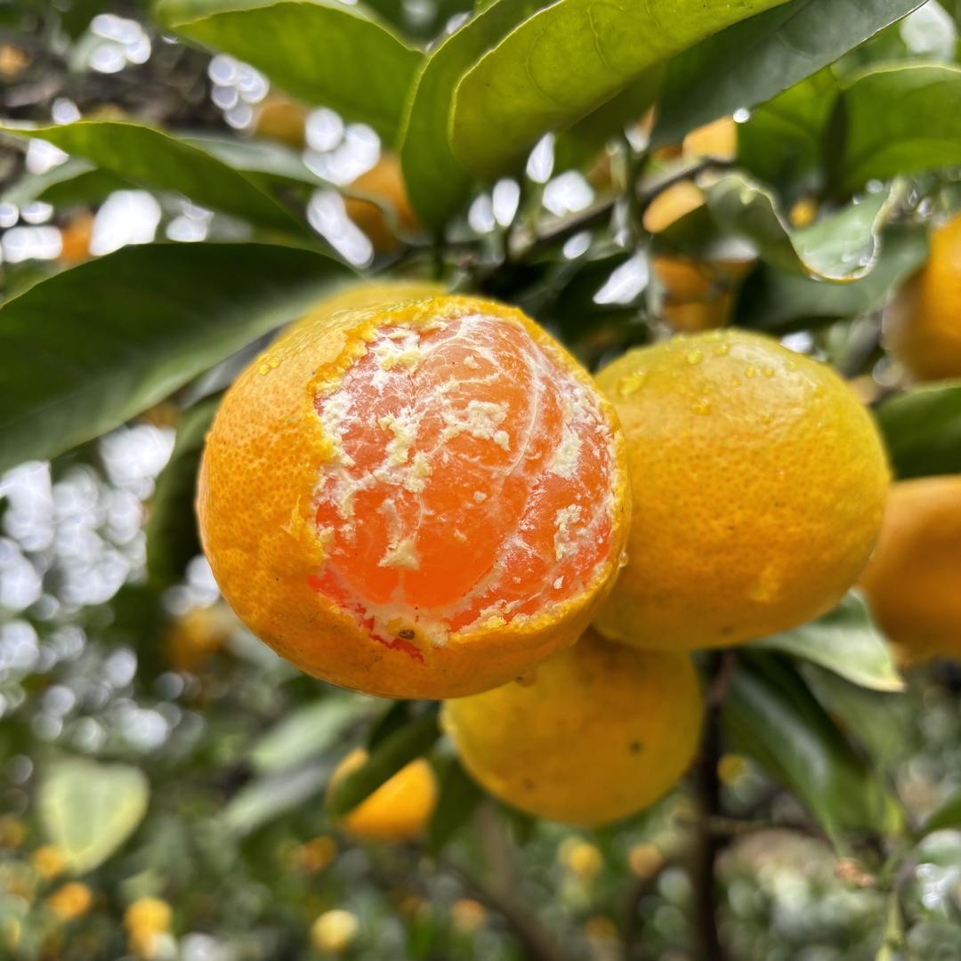 御恬芯农家果园