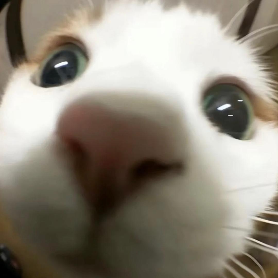 小可靠猫猫头（见过鹿晗张艺兴朴灿烈版）