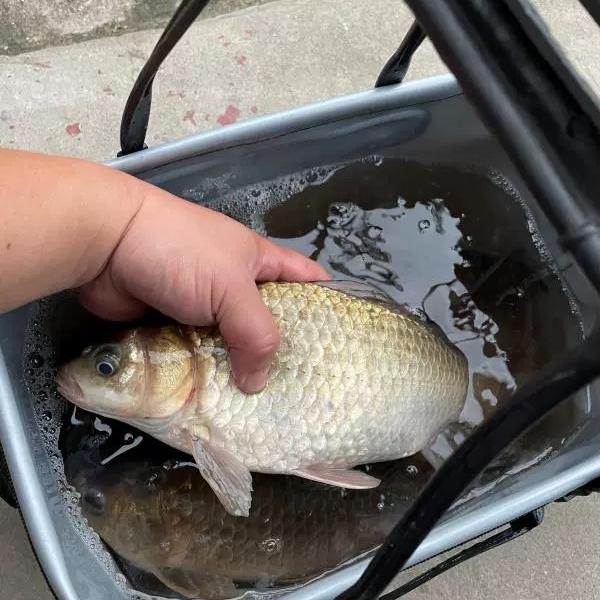 大名堂饵料厂