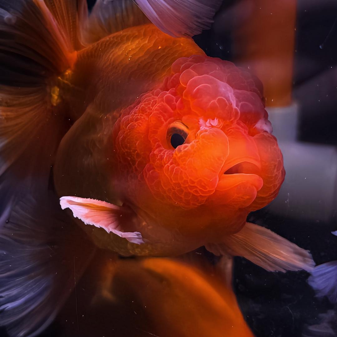 开缸