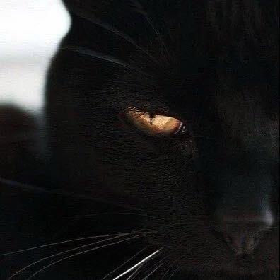 黑猫