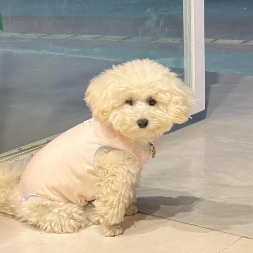 开心小团子～