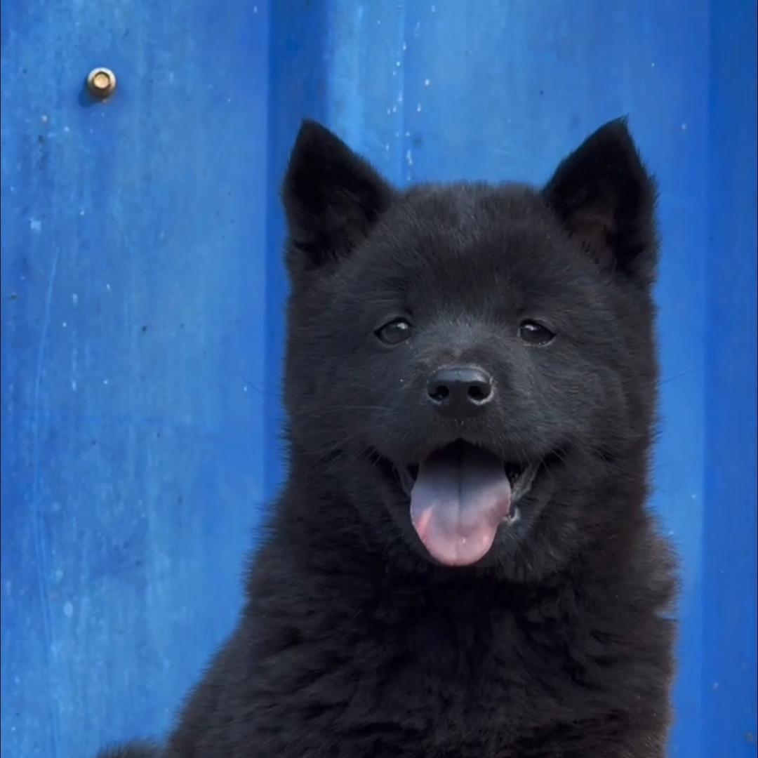 五黑犬臻选阁