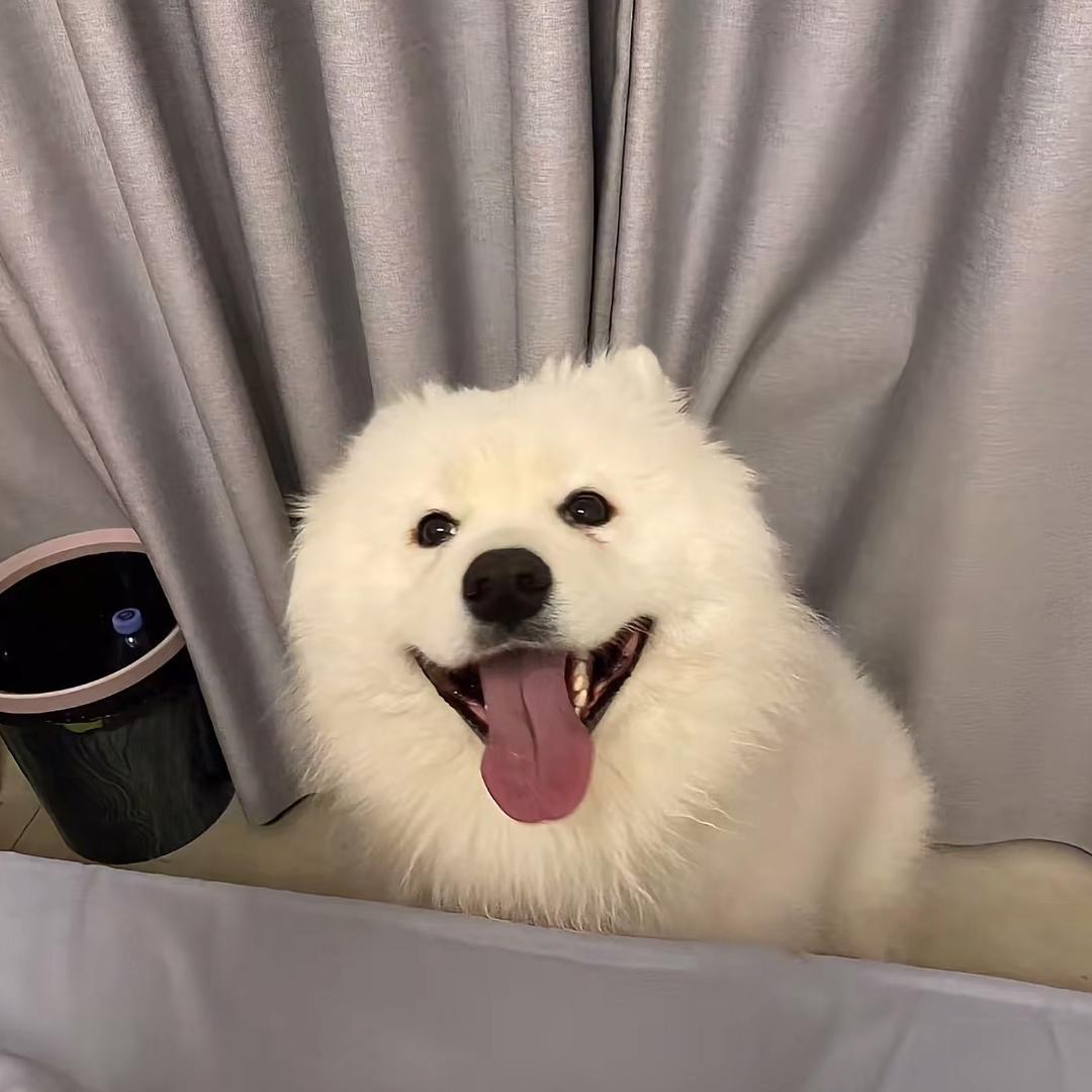 旺旺队