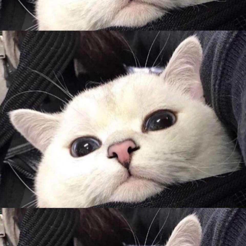 D..