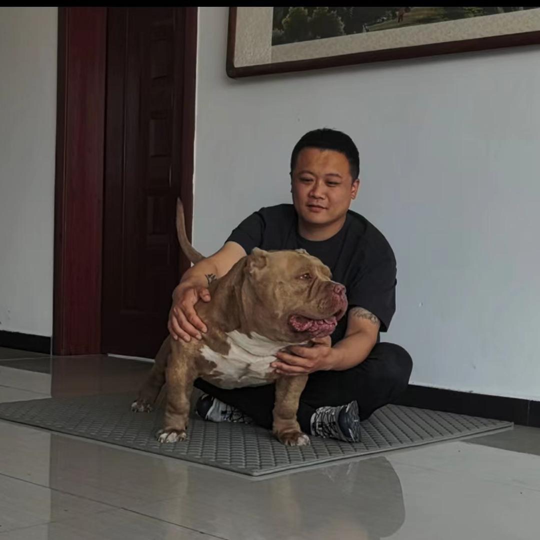 孙玉琢的美国恶霸犬