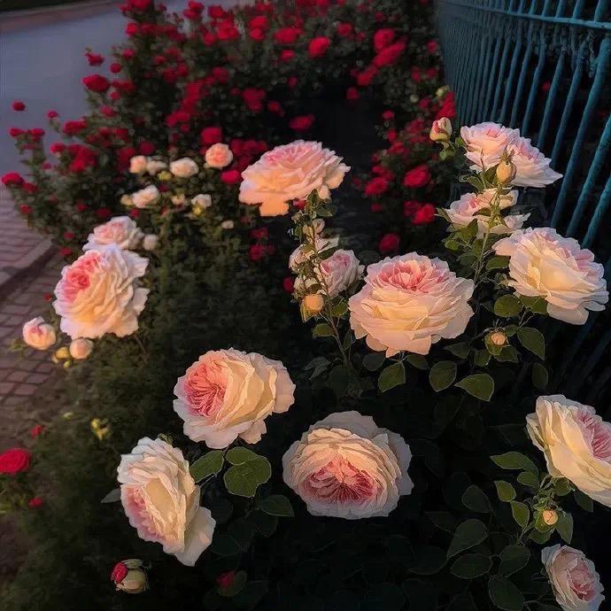 朝花夕拾!