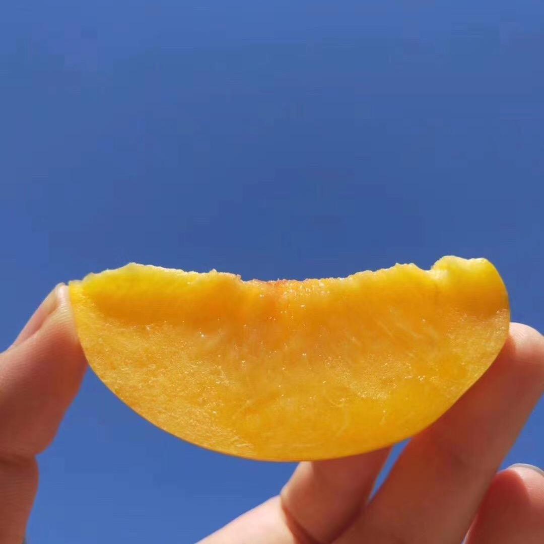 念集果蔬旗舰店