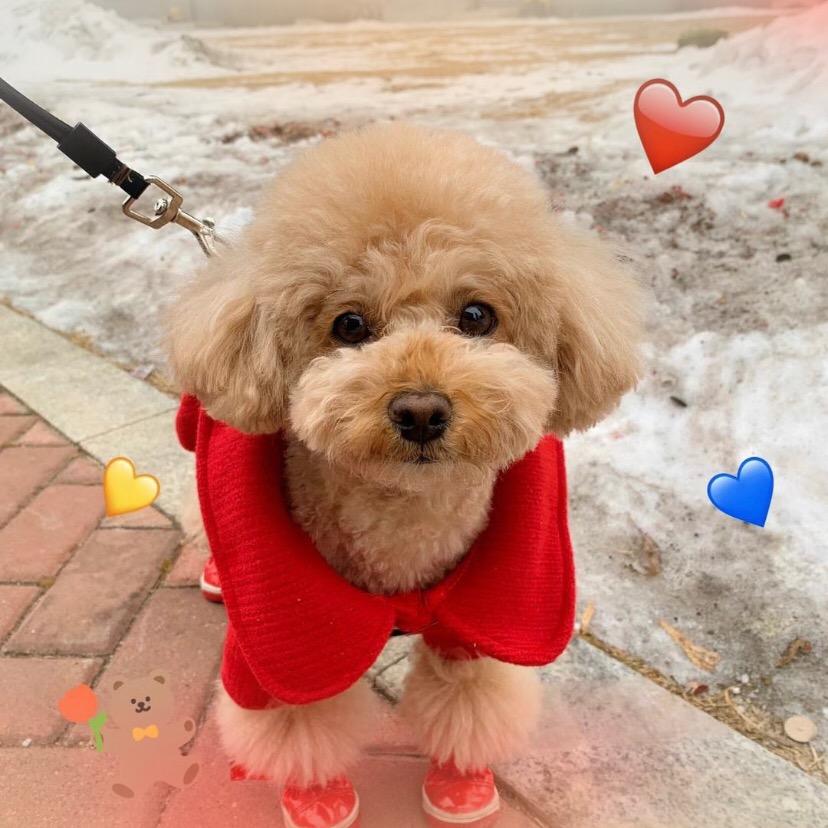 奶酪&地瓜🐶