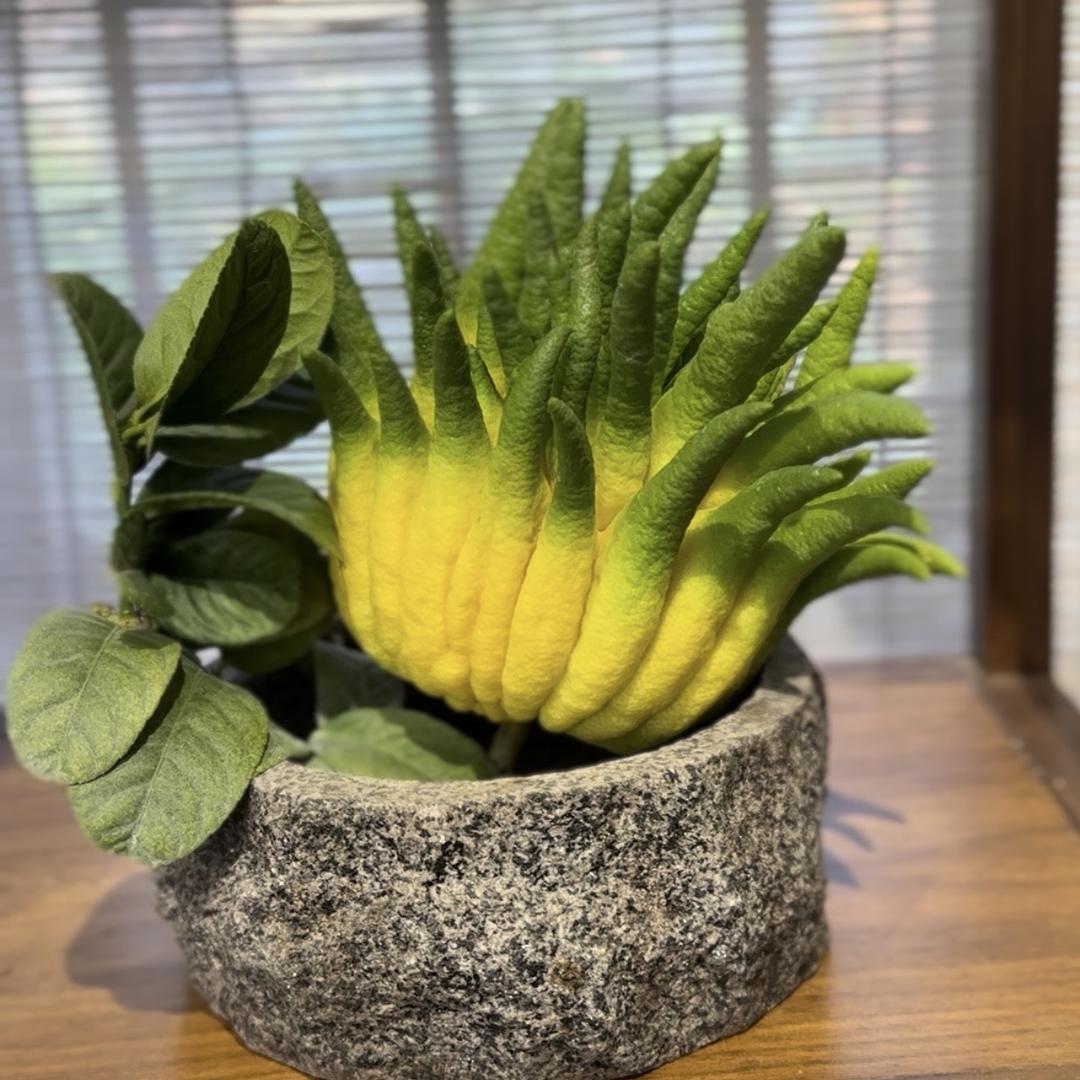 金灿灿佛手