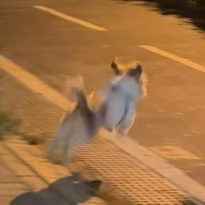 爱吃芋圆的小yu（日出🌅版）