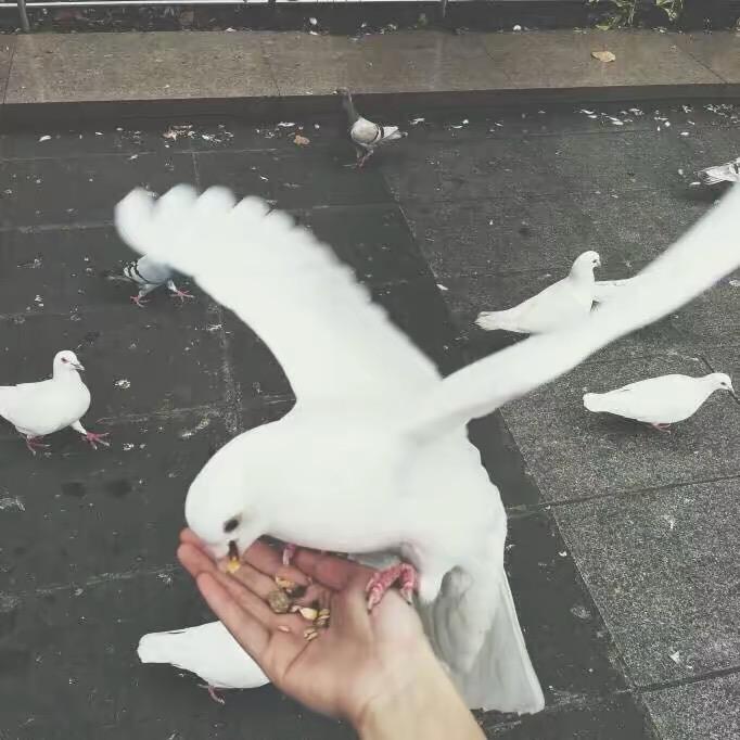 晴天的花海