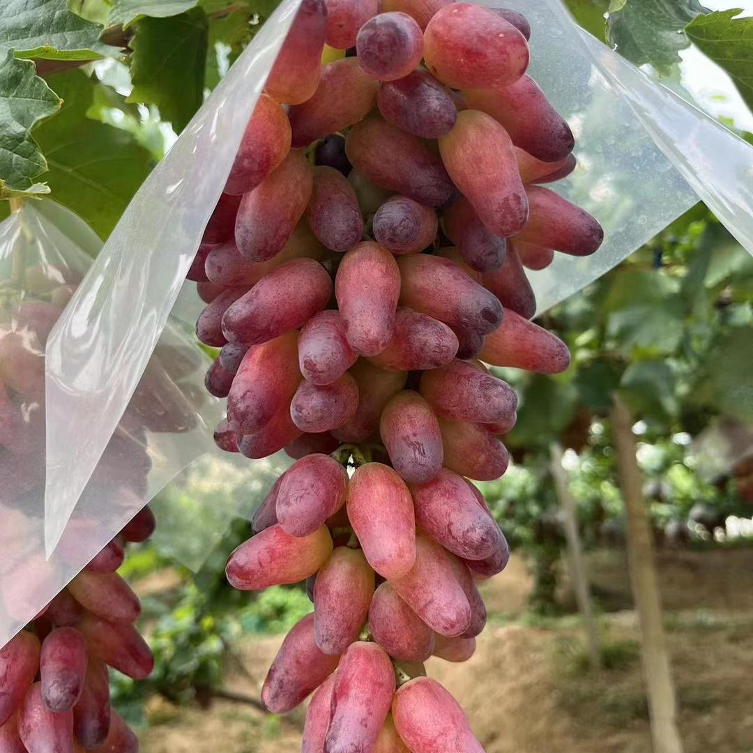 摆烂的大金子