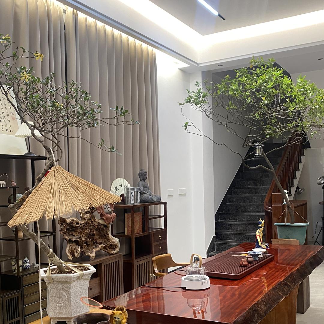 南山园盆景2号店