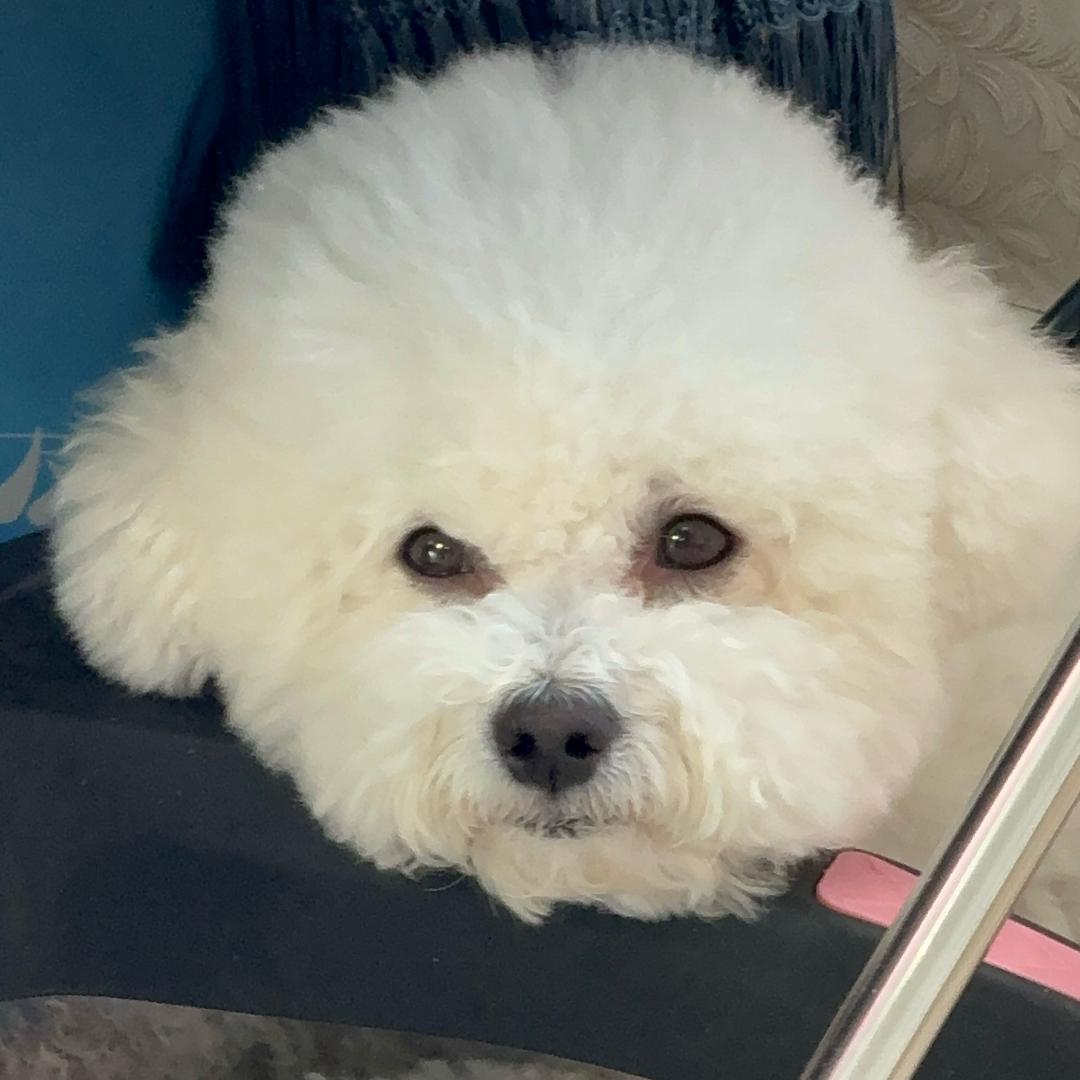 二宝是只小比熊🌟