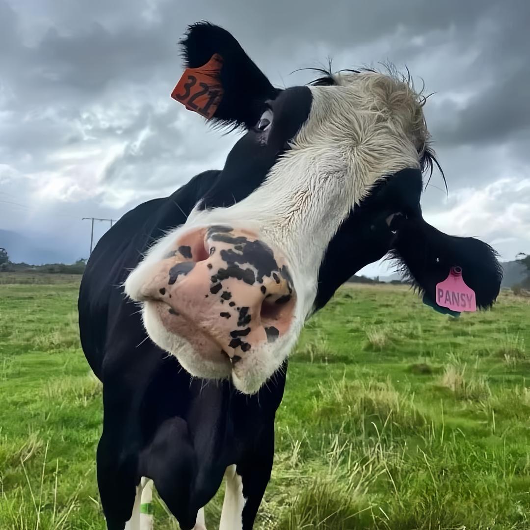 小韭菜&（挑战赚100万）