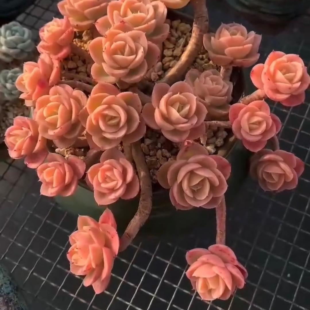 花非花多肉园艺