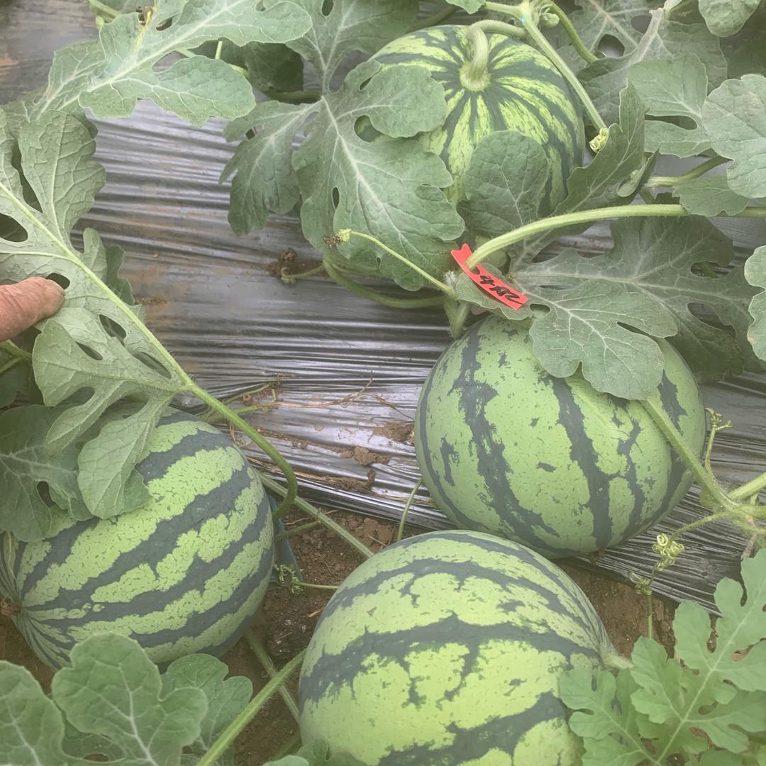 西瓜🍉辣椒🌶