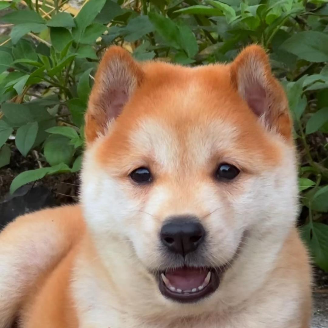 小涛田园犬