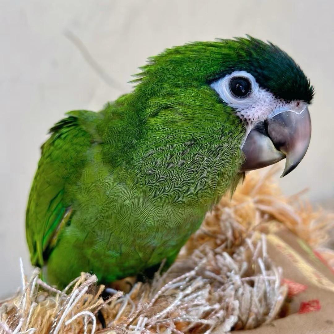 鹦可可鹦鹉（豆芽）