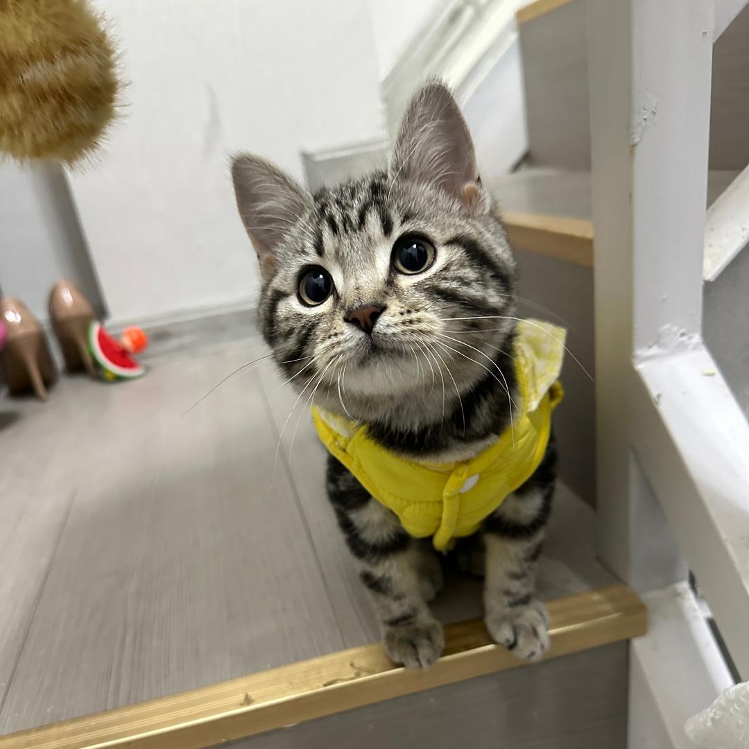 一坨饭团ᙏ̤̫͚  ✌︎