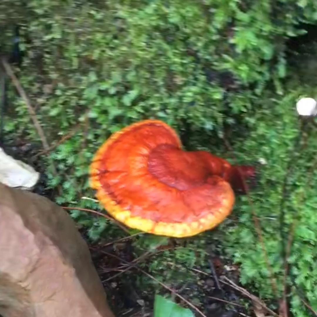 玉玊～