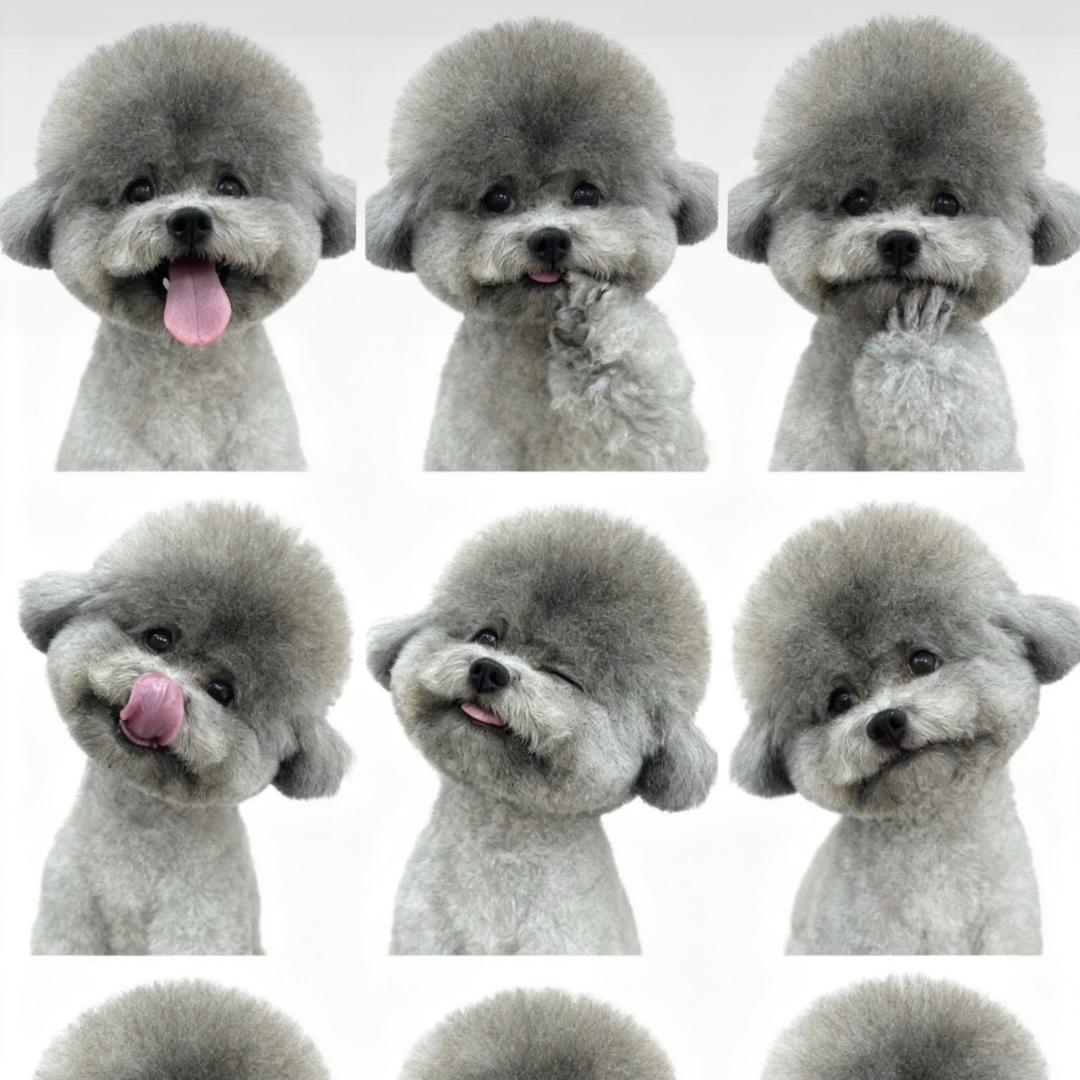 萌宠之家【灰泰迪种公对外借配】