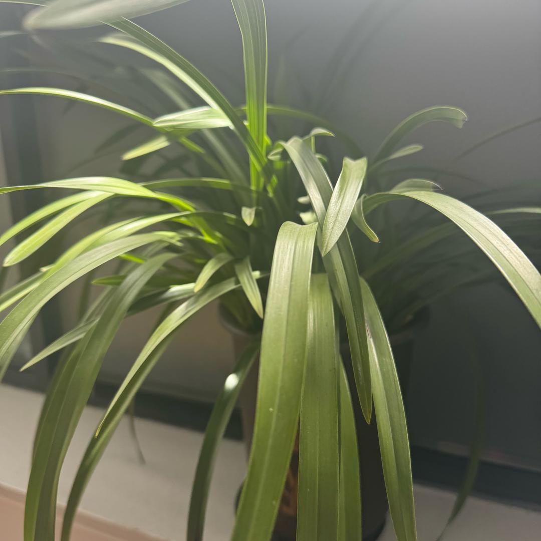 小样