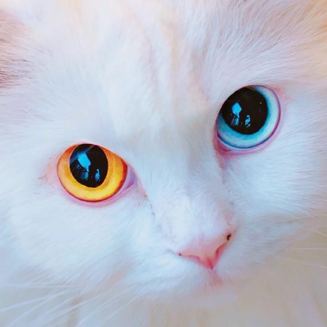 锅包鼬是招财猫