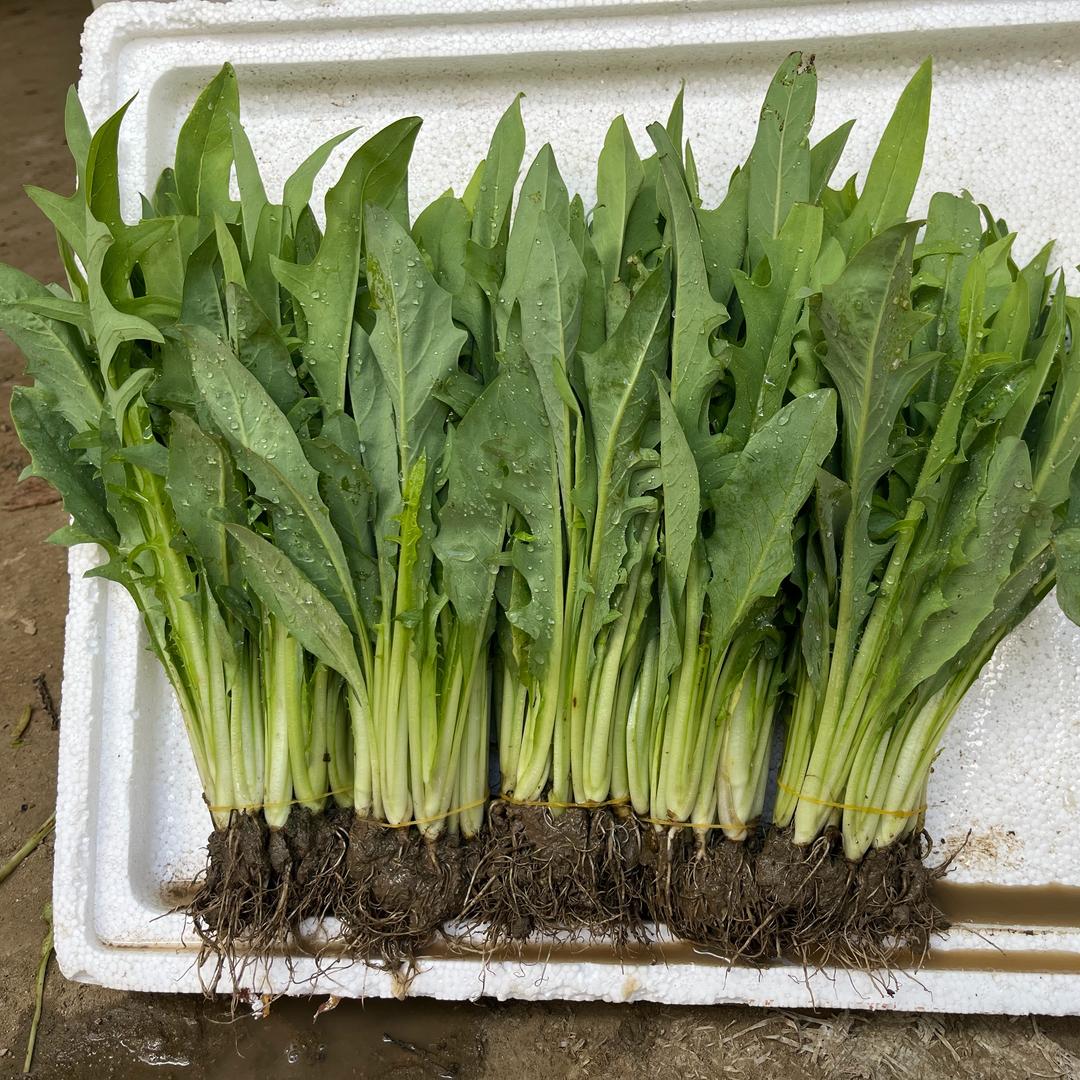 广西博白甜麦菜苗