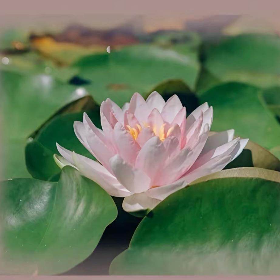 小刘的互联网平替小李