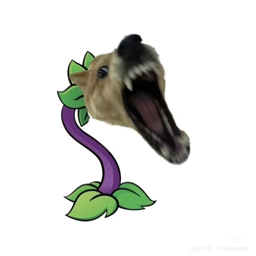夹心狗
