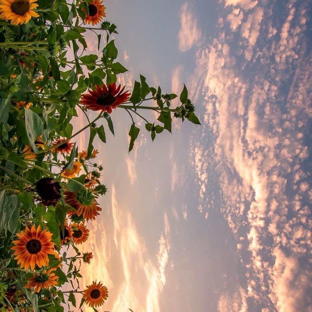 向日葵🌻1055🏸