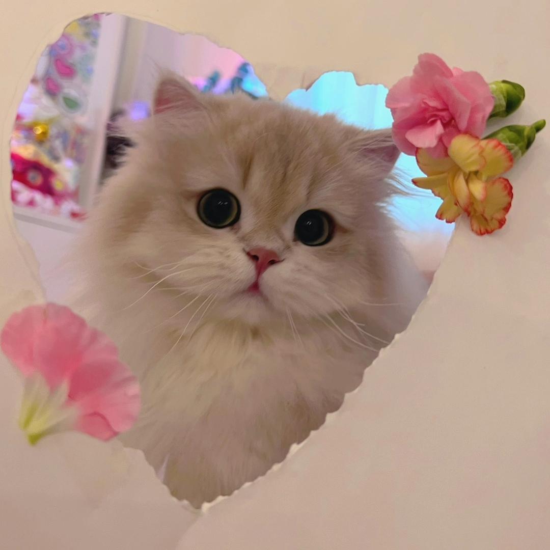 百变小樱