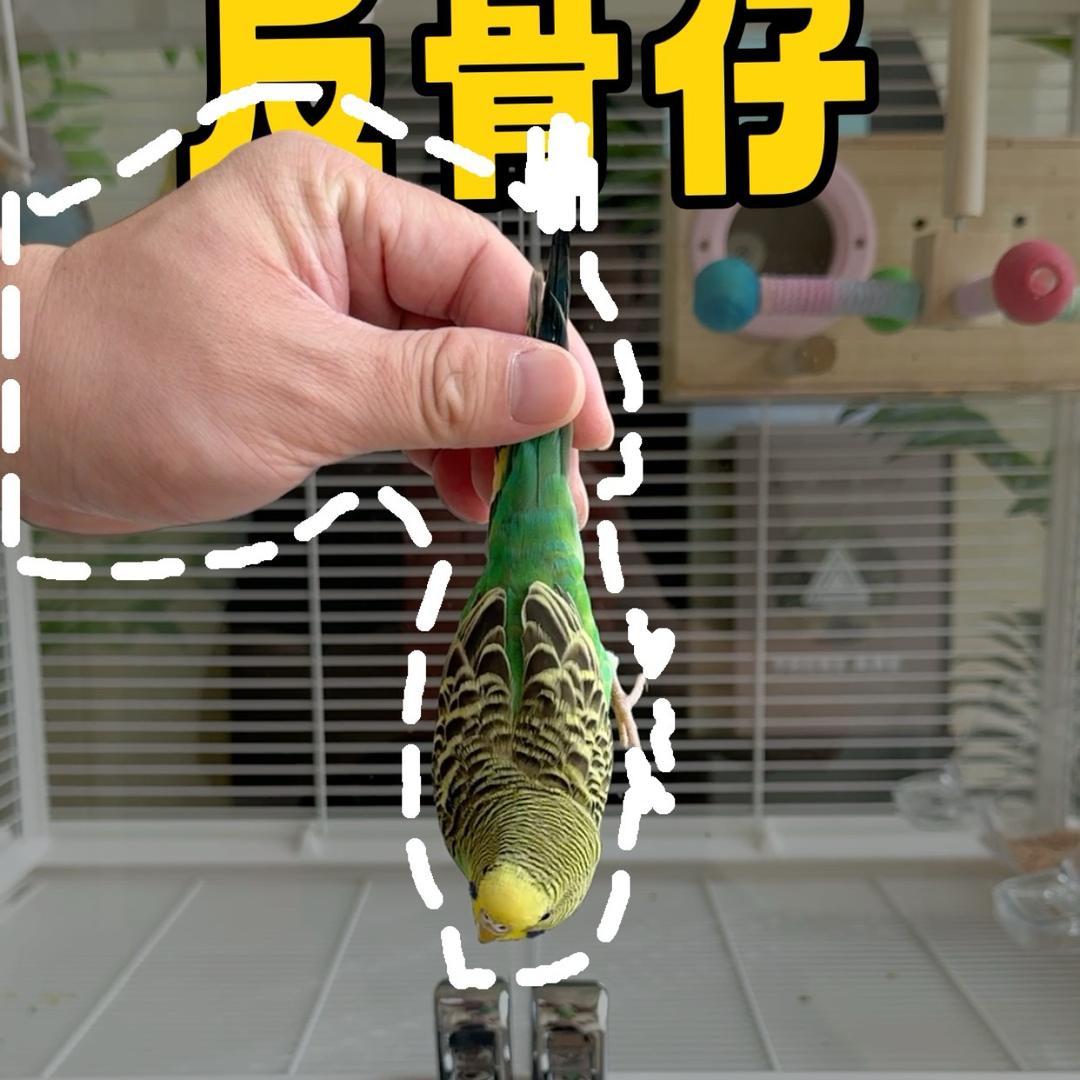 棉花不是糖
