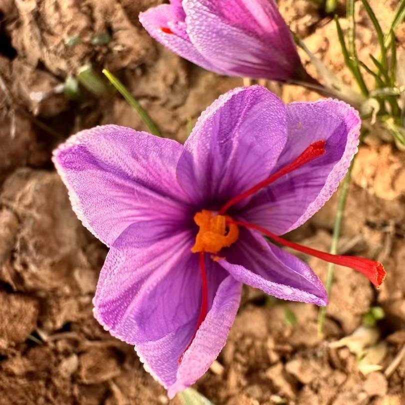 至臻本草特产店