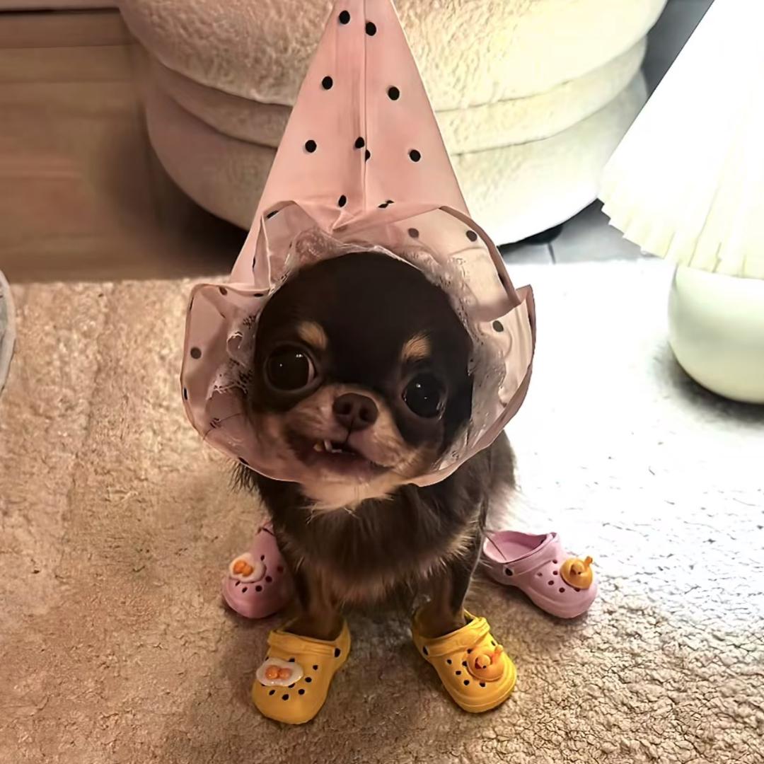 ՞•･•՞🐾