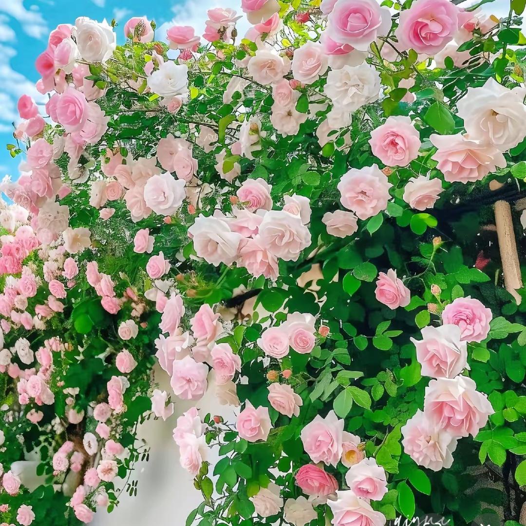 植喜园艺工厂店