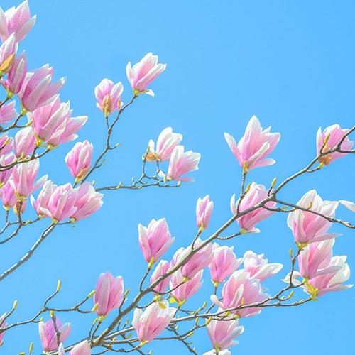 鳕鱼季节头像