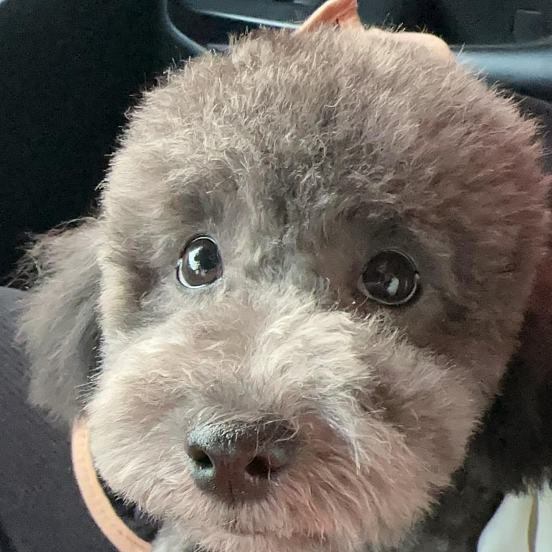 盼九归❤️北京（重金寻找爱犬小九）