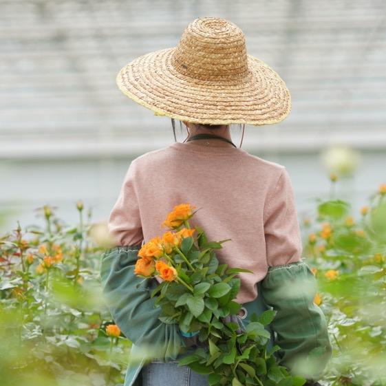丽江探花