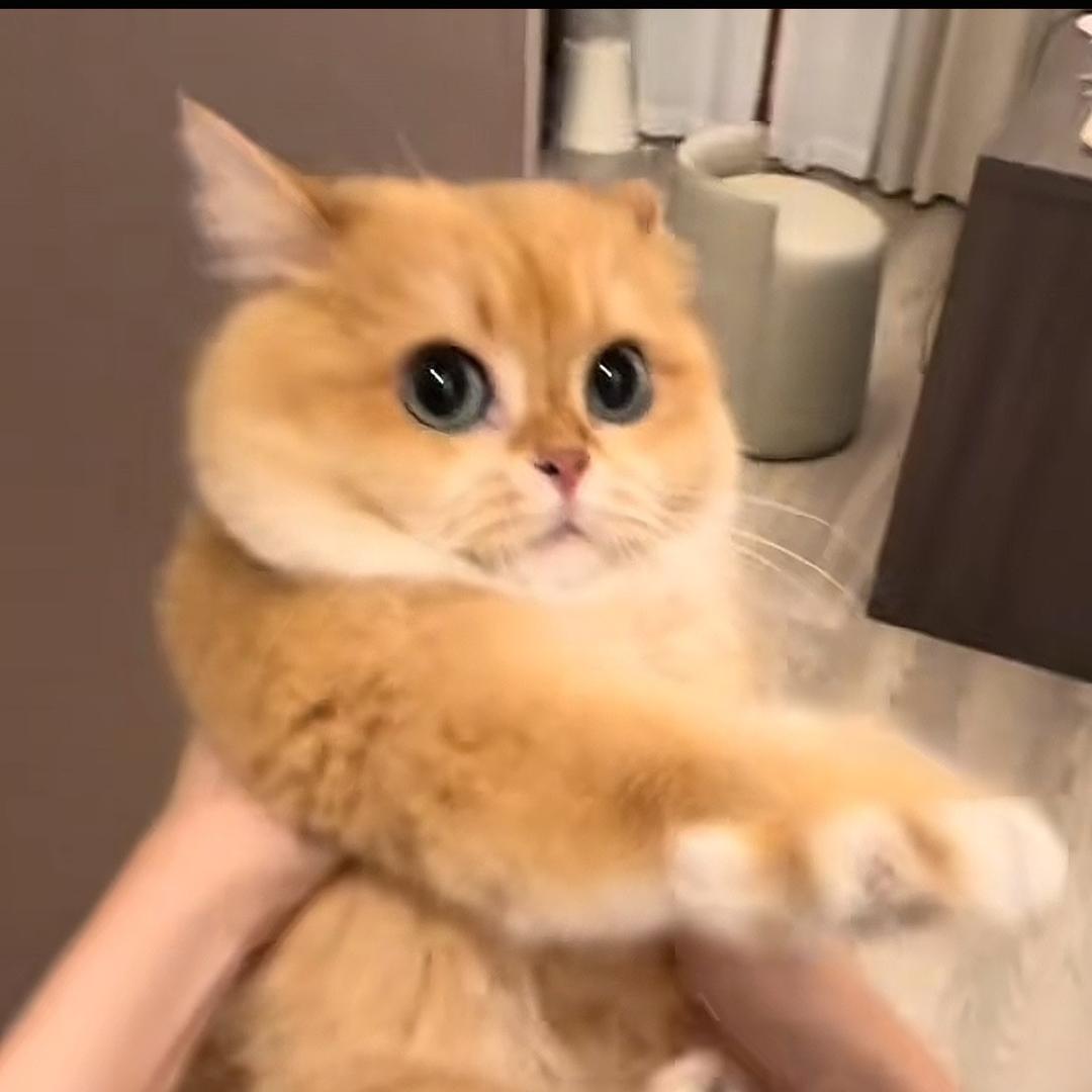 哼哼