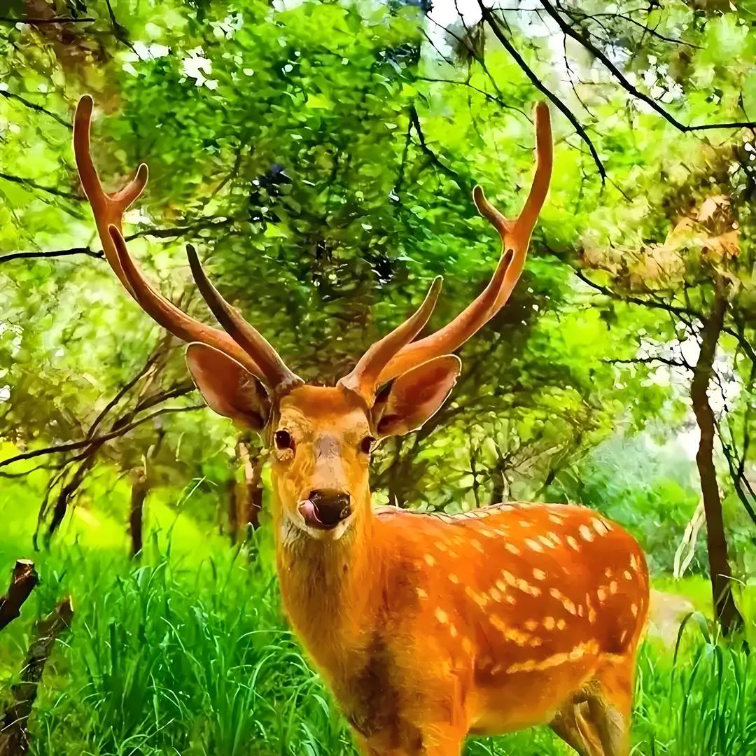 瑞鹿源参茸行-鹿乡源头