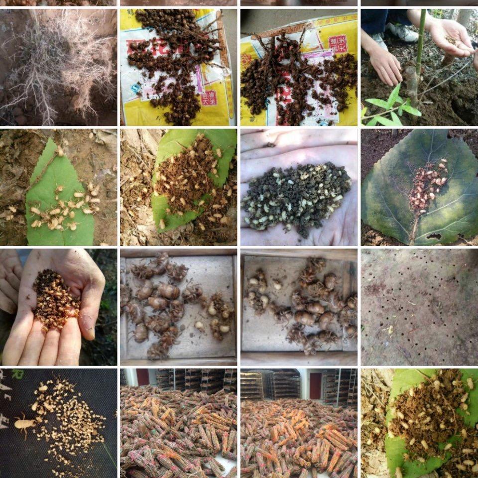 山西黄金园金蝉养殖