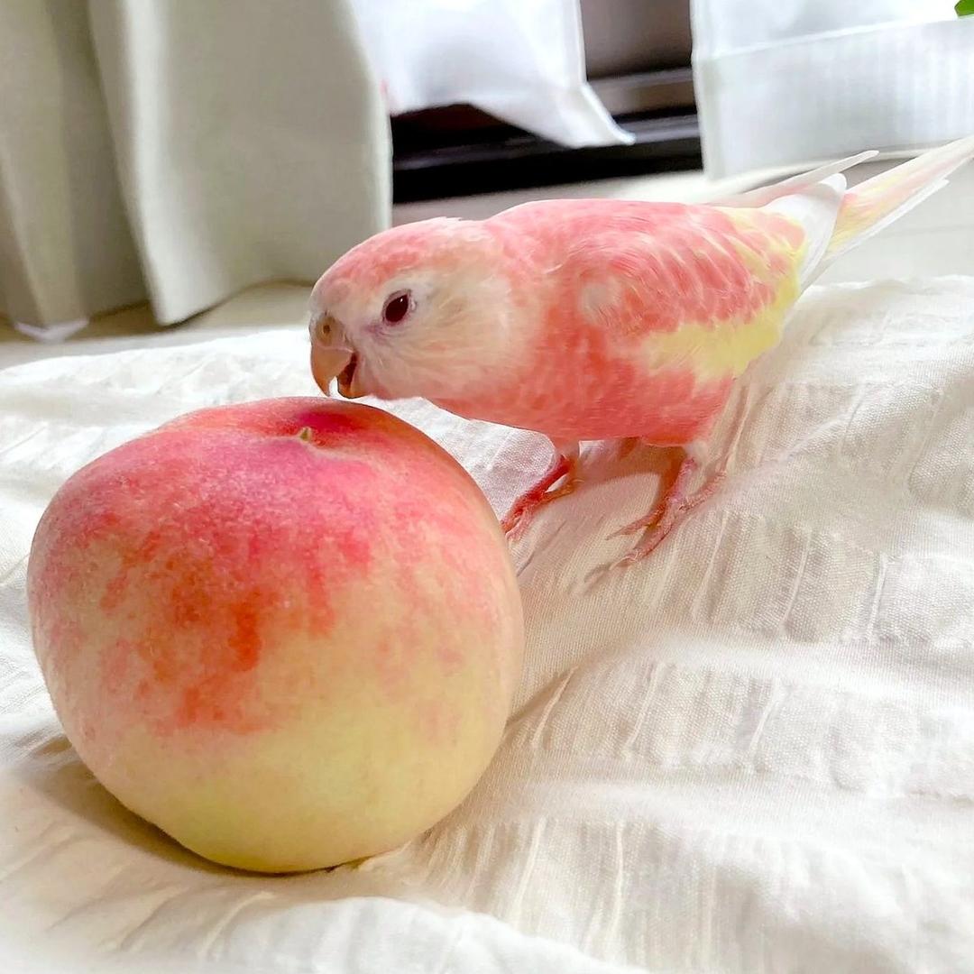 怒涉