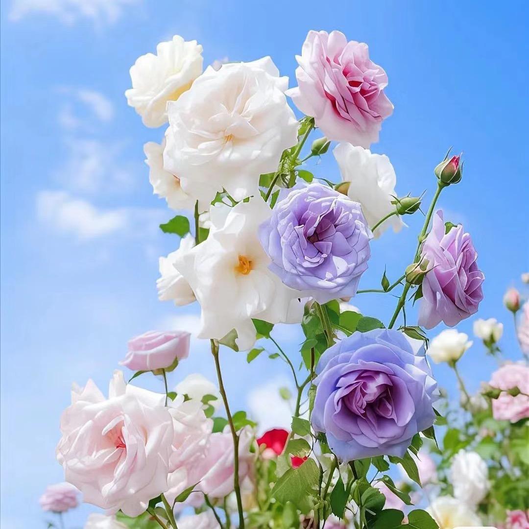 花时光鲜花基地03