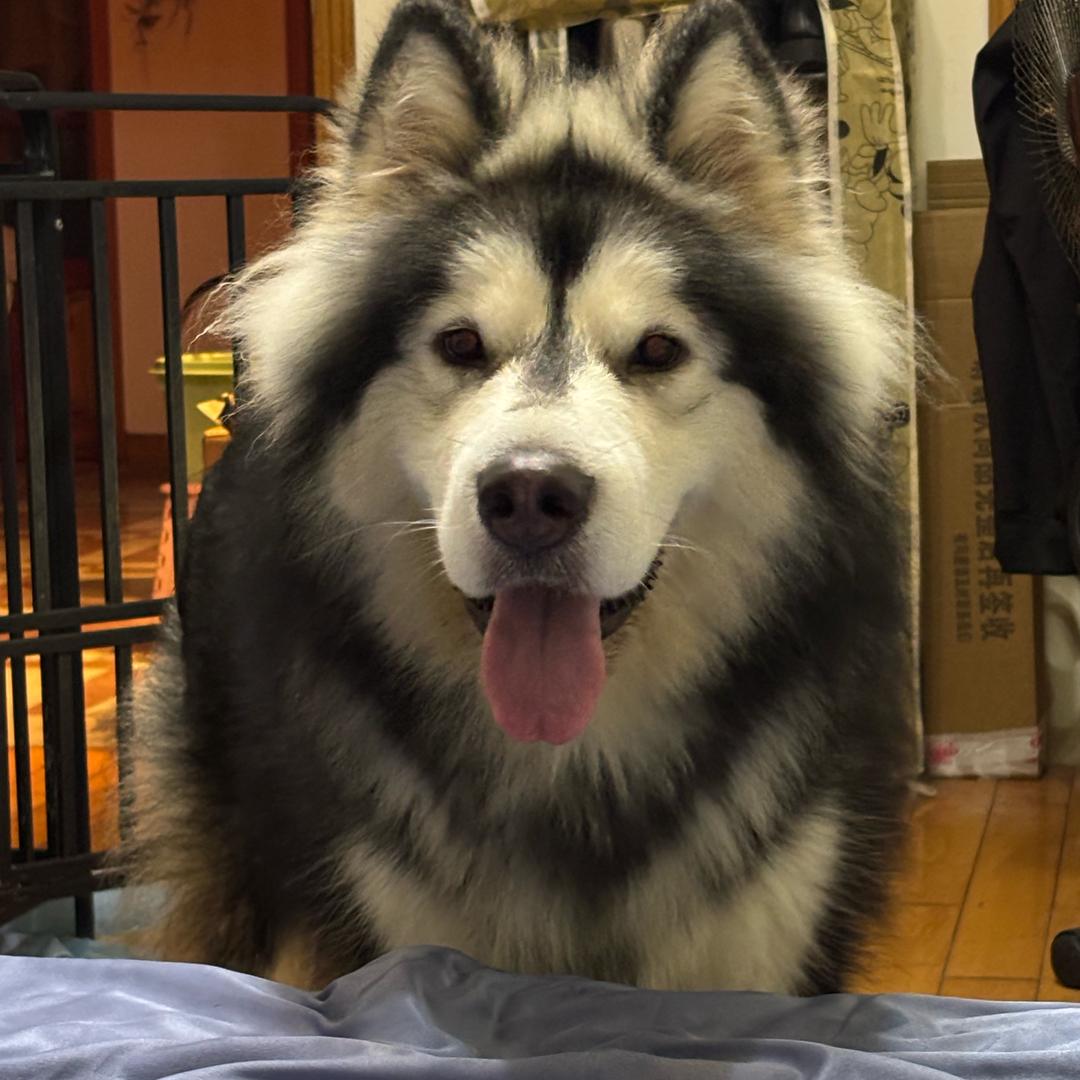 乌鸦不会说情话