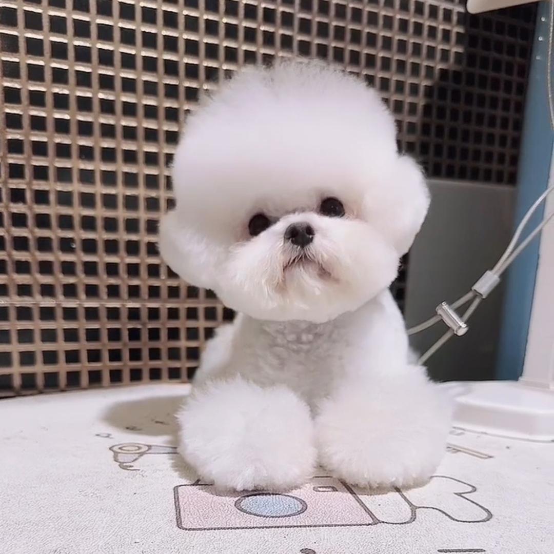 西安爱宠吧